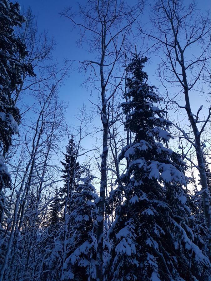 Northwoods Cottage Bed And Breakfast Fairbanks Extérieur photo